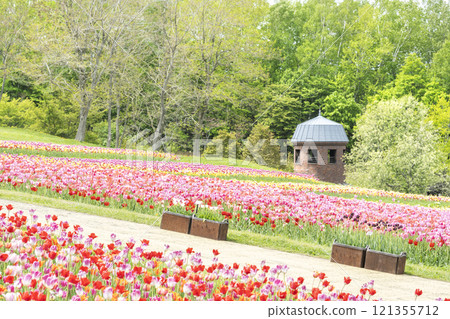 鬱金香花田瀧野鈴蘭丘陵公園札幌 121355712