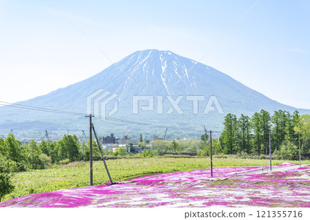 芝櫻和羊蹄山俱知安町 121355716