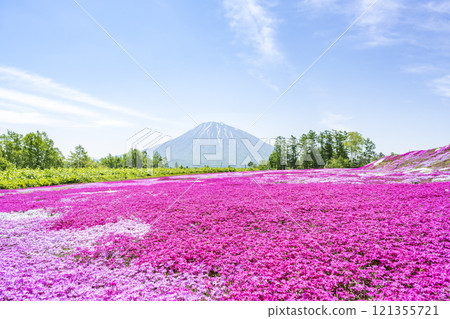 Shibazakura and Mt. Yotei Kutchan-cho 121355721