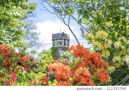 Azaleas, Yurigahara Park, Sapporo 121355740