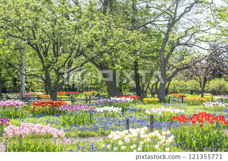 Muscari Road 百合原公園 札幌市 121355771