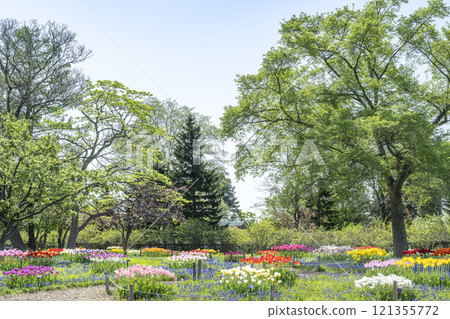 Muscari Road 百合原公園 札幌市 Muscari Road 百合原公園 札幌市 121355772