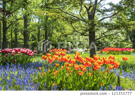 Muscari Road Yurigahara Park Sapporo City 121355777