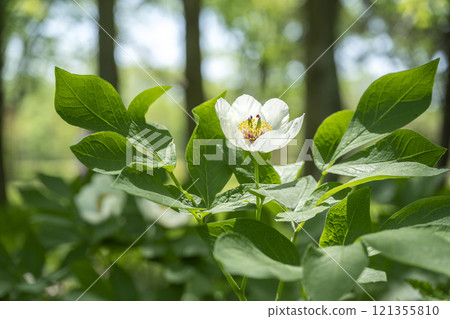 Yama Shakuyaku Yurigahara Park Sapporo 121355810