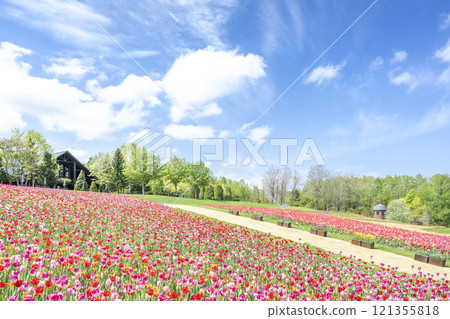 札幌市瀧野鈴蘭之丘公園鬱金香田、鄉村別墅 札幌市瀧野鈴蘭之丘公園鬱金香田、鄉村別墅 121355818