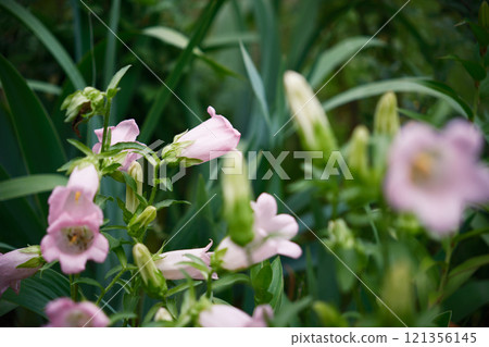Cute pink bellflower 121356145