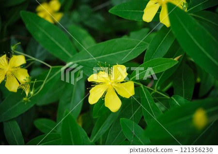 Goldenrod blooms in early summer 121356230