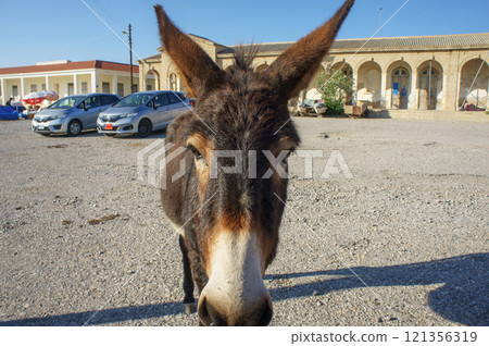 A close-up of a curious donkey in a sunny parking area by a historic building in mid-afternoon. A close-up of a curious donkey in a sunny parking area by a historic building in mid-afternoon. 121356319