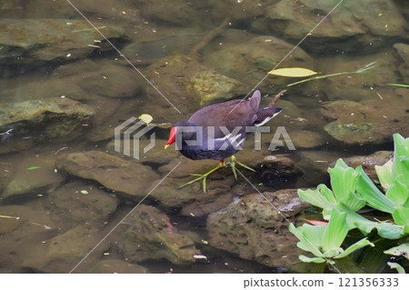 範黃腿很有力 121356333