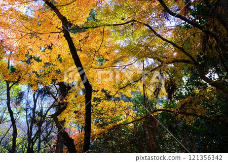 《Kochi Prefecture》 Autumn leaves of Chikurinji Temple 《Kochi Prefecture》 Autumn leaves of Chikurinji Temple 121356342