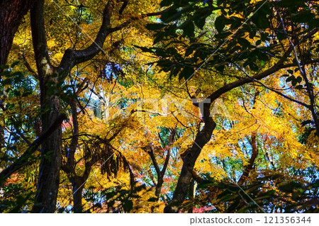《Kochi Prefecture》 Autumn leaves of Chikurinji Temple 《Kochi Prefecture》 Autumn leaves of Chikurinji Temple 121356344