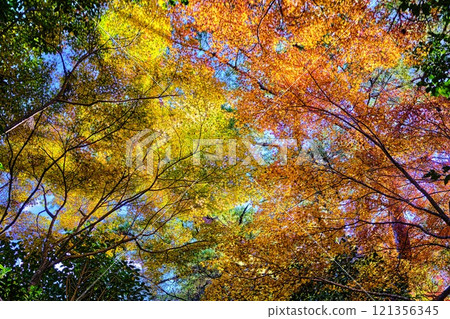 《Kochi Prefecture》 Autumn leaves of Chikurinji Temple 《Kochi Prefecture》 Autumn leaves of Chikurinji Temple 121356345
