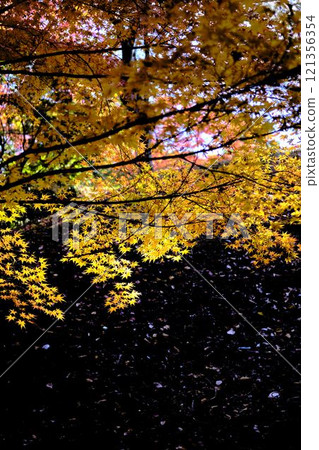 《Kochi Prefecture》 Autumn leaves of Chikurinji Temple 《Kochi Prefecture》 Autumn leaves of Chikurinji Temple 121356354