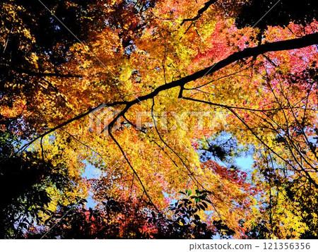 《Kochi Prefecture》 Autumn leaves of Chikurinji Temple 121356356