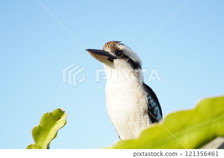 可愛的澳洲翠鳥 121356461