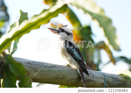 Cute Australian Kookaburra Cute Australian Kookaburra 121356463
