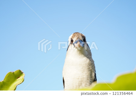 Cute Australian Kookaburra Cute Australian Kookaburra 121356464