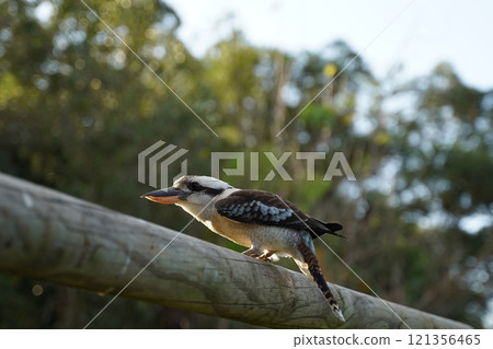 Cute Australian Kookaburra Cute Australian Kookaburra 121356465