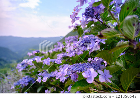 Sky and purple hydrangea scenery Sky and purple hydrangea scenery 121356542