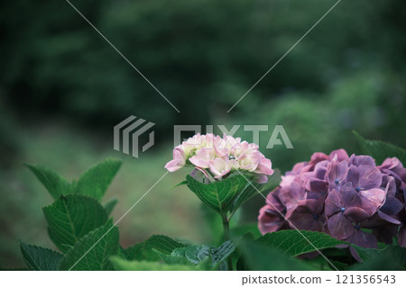 Hydrangeas during the moist rainy season Hydrangeas during the moist rainy season 121356543