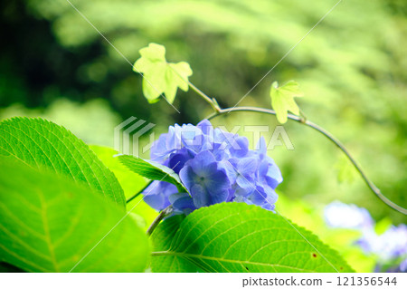 Hydrangea and leaves bathed in sunlight Hydrangea and leaves bathed in sunlight 121356544
