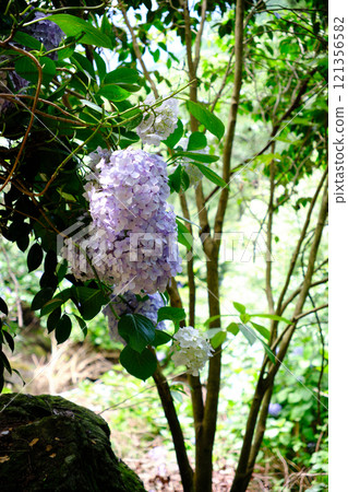 Early summer hydrangeas blooming in the shade Early summer hydrangeas blooming in the shade 121356582