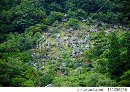 Shinonome Village is surrounded by hydrangeas in full bloom Shinonome Village is surrounded by hydrangeas in full bloom 121356636