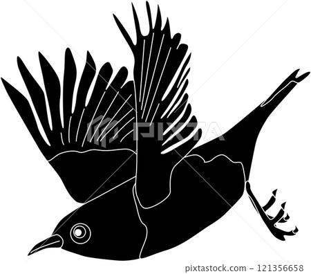 一隻白眼鳥張開翅膀飛翔的剪影 一隻白眼鳥張開翅膀飛翔的剪影 121356658