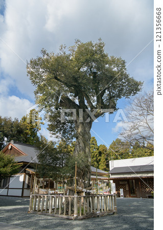 Iitani Shrine Sacred Tree Hamamatsu City Iitani Shrine Sacred Tree Hamamatsu City 121356668
