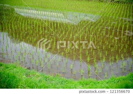 Image scenery of rice planting in early summer 121356670