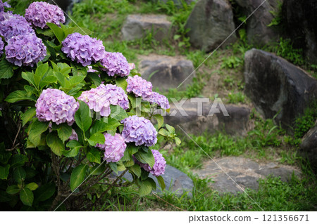 紫色繡球花和石頭樓梯 紫色繡球花和石頭樓梯 121356671