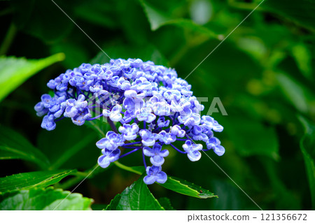 繡球花預示著夏季的開始 繡球花預示著夏季的開始 121356672