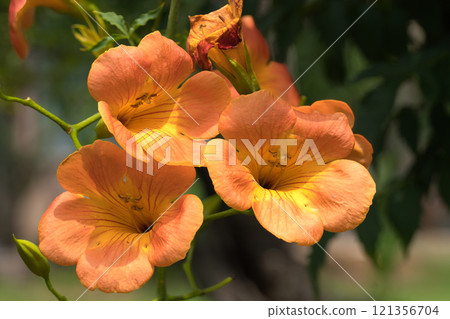 Bright summer flowers, Trumpet Creeper Bright summer flowers, Trumpet Creeper 121356704