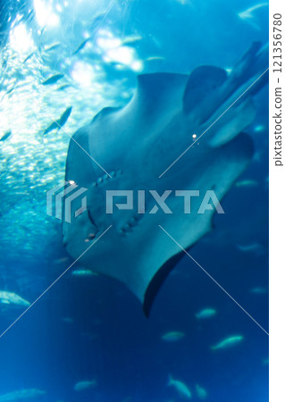 Stingray at Aqua World Oarai Stingray at Aqua World Oarai 121356780