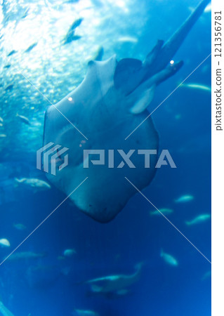 大洗黃貂魚水上世界 121356781