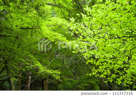 [Image material of fresh greenery] Forest of fresh greenery Beautiful fresh greenery 121357316