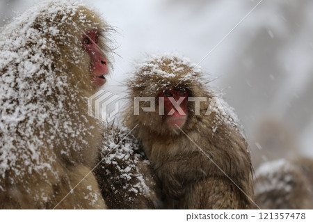 Japanese monkeys bathing in hot springs at Jigokudani Monkey Park in the snow 121357478