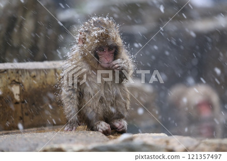 Japanese monkeys bathing in hot springs at Jigokudani Monkey Park in the snow Japanese monkeys bathing in hot springs at Jigokudani Monkey Park in the snow 121357497
