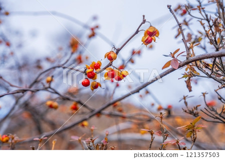 前一天的雨浸濕了顏色美麗的刺刺果 121357503