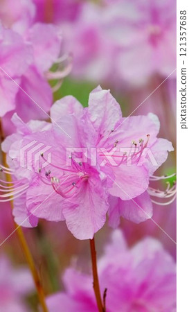 Rhododendron mucronulatum aka Korean rhododendron or Korean rosebay flower close up macro background 121357688