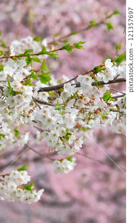 Blooming sakura cherry blossom background in spring, South Korea Blooming sakura cherry blossom background in spring, South Korea 121357697
