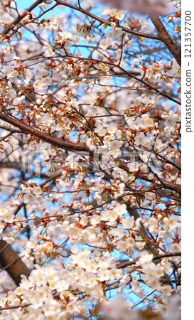 Blooming sakura cherry blossom background in spring, Seoul, South Korea 121357700