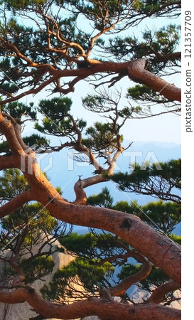Pine tree and rock cliff on sunset at Ulsanbawi peak, Seoraksan National Park, South Korea 121357709