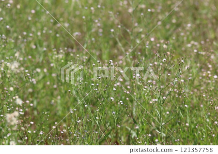 廣葉掃帚菊遍地開花 廣葉掃帚菊遍地開花 121357758