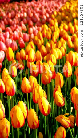Blooming tulips flowerbed in Keukenhof flower garden, also known as the Garden of Europe. One of the world's largest flower gardens. Lisse, the Netherlands. 121357801