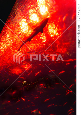 魚在紅色水族館游泳 121357802