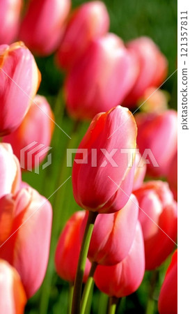Blooming tulips flowerbed close up. Lisse, the Netherlands. Blooming tulips flowerbed close up. Lisse, the Netherlands. 121357811