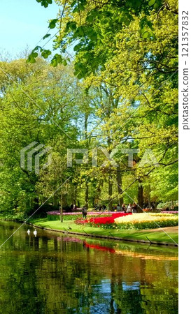 Blooming pink tulips flowerbed in Keukenhof flower garden, also known as the Garden of Europe. One of the world's largest flower gardens. Lisse, the Netherlands. 121357832