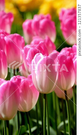 Blooming tulips flowerbed close up. Lisse, the Netherlands. Blooming tulips flowerbed close up. Lisse, the Netherlands. 121357837