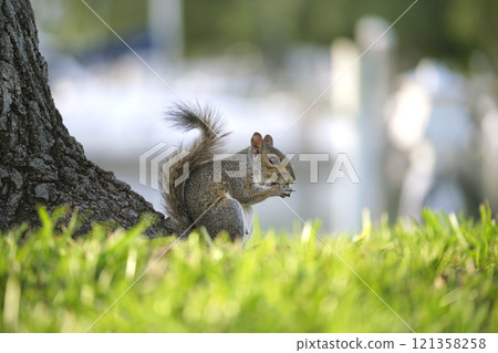 Beautiful wild gray squirrel in summer town park 121358258
